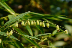 Crotalaria leptostachya